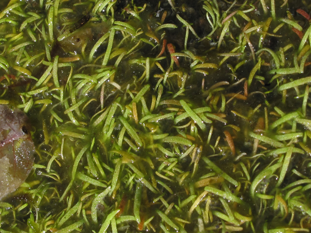 Utricularia cornuta (Horned bladderwort) #43482