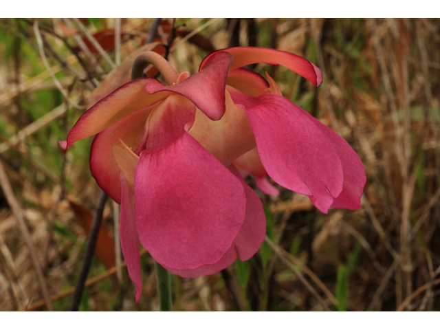 Sarracenia rosea (Pink pitcherplant) #43816