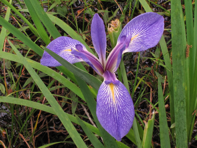 Iris hexagona (Dixie iris) #43832