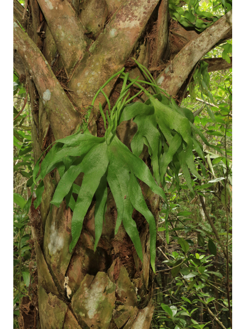 Cheiroglossa palmata (Hand fern) #43838
