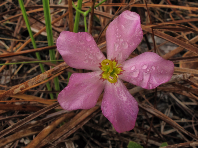 Sabatia stellaris (Rose of plymouth) #43845