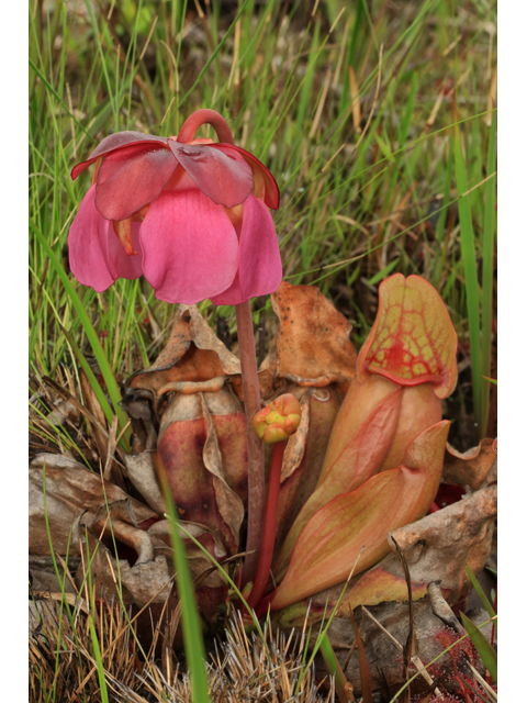 Sarracenia rosea (Pink pitcherplant) #43866