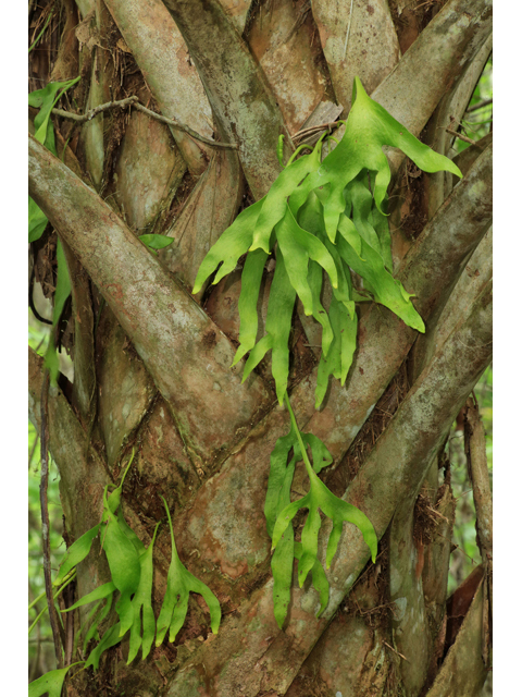 Cheiroglossa palmata (Hand fern) #43879