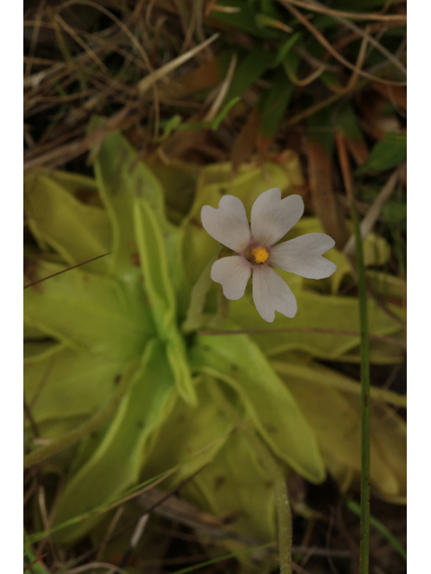 Pinguicula ionantha (Violet butterwort) #43900