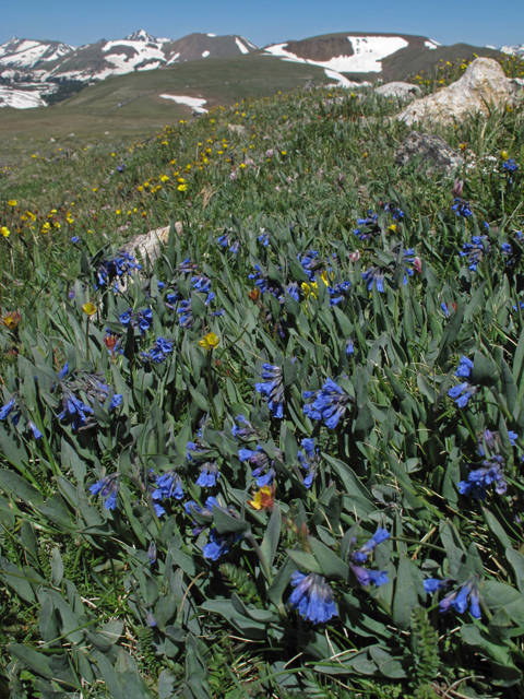 Mertensia lanceolata (Prairie bluebells) #44061