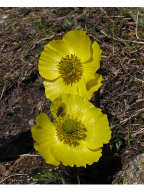 Ranunculus adoneus (Alpine buttercup) #44067