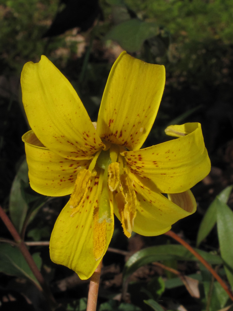 Erythronium americanum ssp. harperi (Harper's trout-lily) #44116