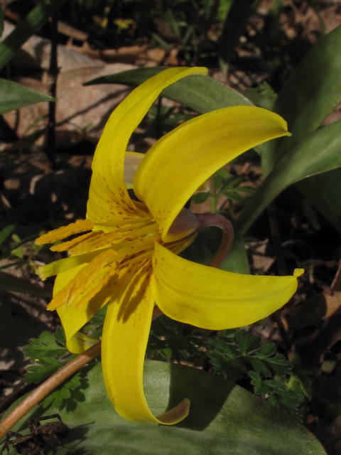 Erythronium americanum ssp. harperi (Harper's trout-lily) #44117