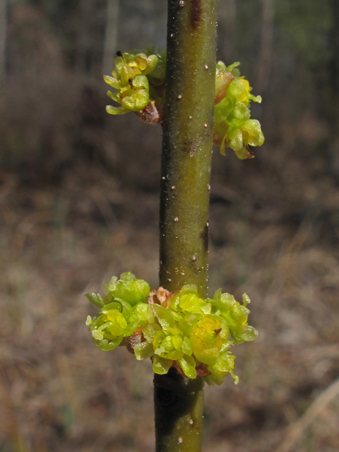 Lindera melissifolia (Southern spicebush) #44137