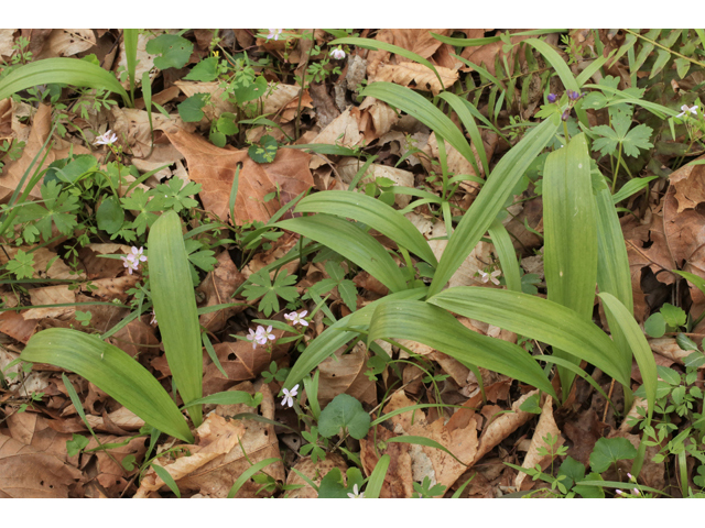 Allium tricoccum (Wild leek) #44151