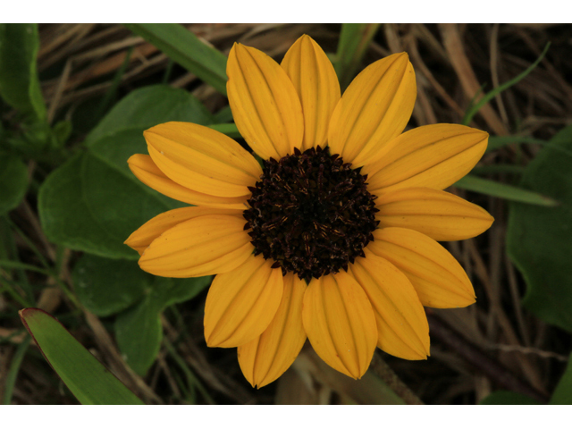 Helianthus debilis (Cucumberleaf sunflower) #44199