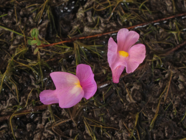 Utricularia purpurea (Eastern purple bladderwort) #44201