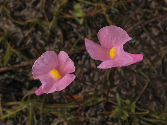 Utricularia resupinata (Lavender bladderwort) #44206