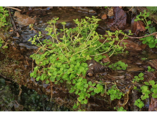 Chrysosplenium americanum (American golden saxifrage) #44220