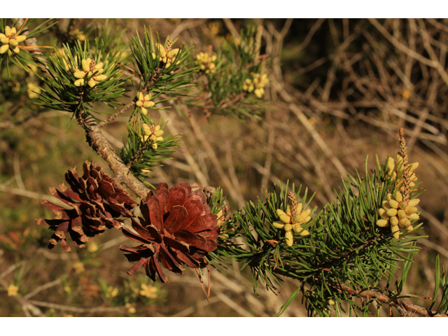 Pinus virginiana (Virginia pine) #44233