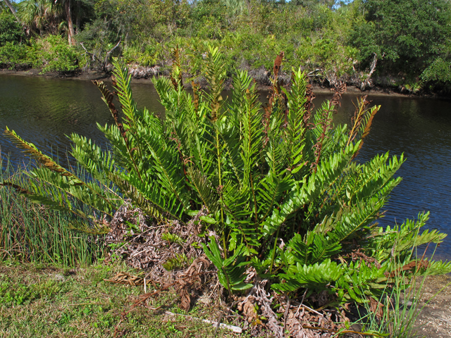 Acrostichum danaeifolium (Giant leather fern) #44400