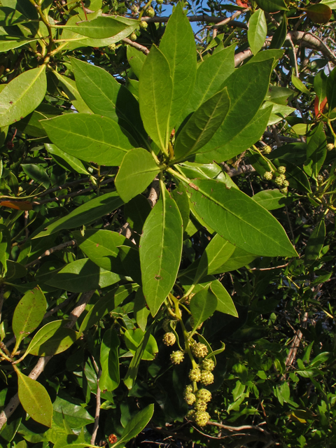 Conocarpus erectus (Button mangrove) #44404