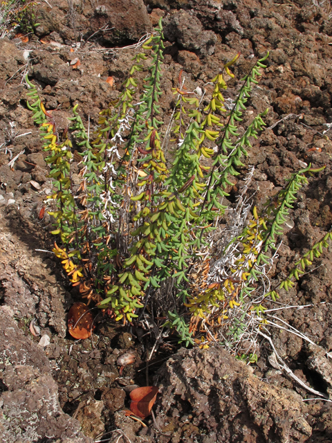 Pellaea ternifolia ssp. ternifolia (Trans-pecos cliffbrake) #44444