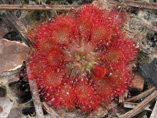 Drosera capillaris (Pink sundew) #44458