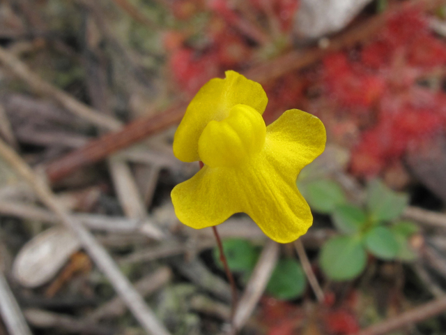 Utricularia subulata (Zigzag bladderwort) #44462