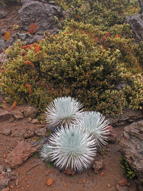Argyroxiphium sandwicense ssp. sandwicense (Mauna kea silversword) #44469