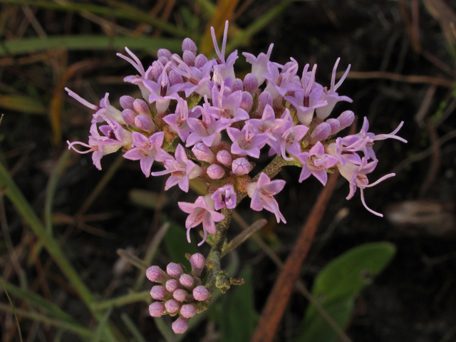 Hartwrightia floridana (Florida hartwrightia) #44545