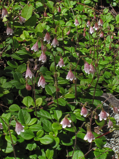 Linnaea borealis (Twinflower) #44561