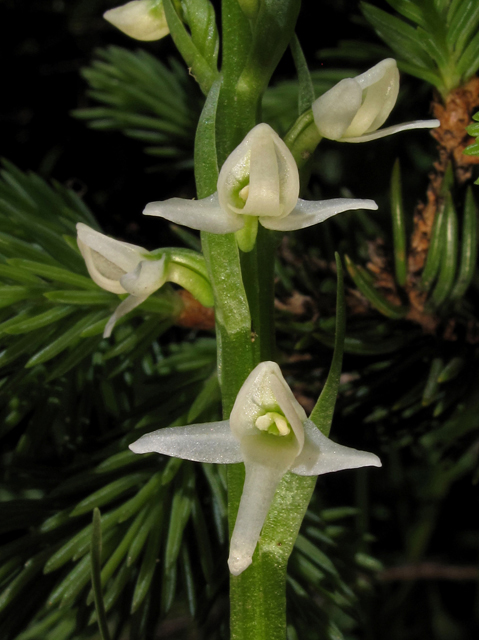 Platanthera dilatata var. albiflora (Scentbottle) #44563