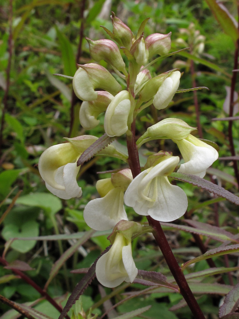 Pedicularis racemosa ssp. alba (Sickletop lousewort) #44567