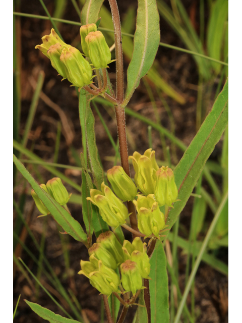 Asclepias pedicellata (Savanna milkweed) #44694