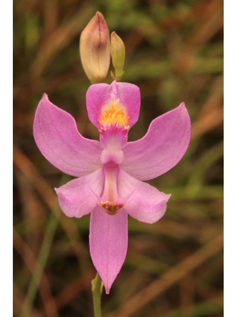 Calopogon pallidus (Pale grass-pink) #44702