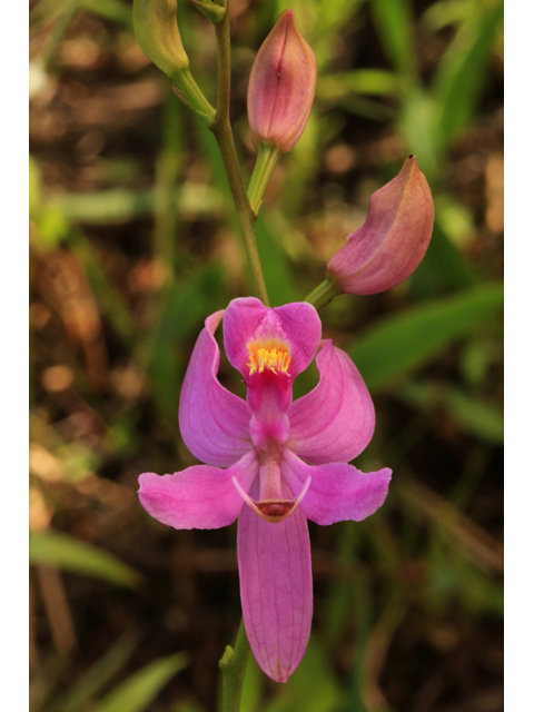 Calopogon pallidus (Pale grass-pink) #44718