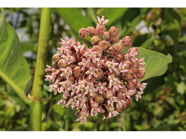 Asclepias syriaca (Common milkweed) #44754
