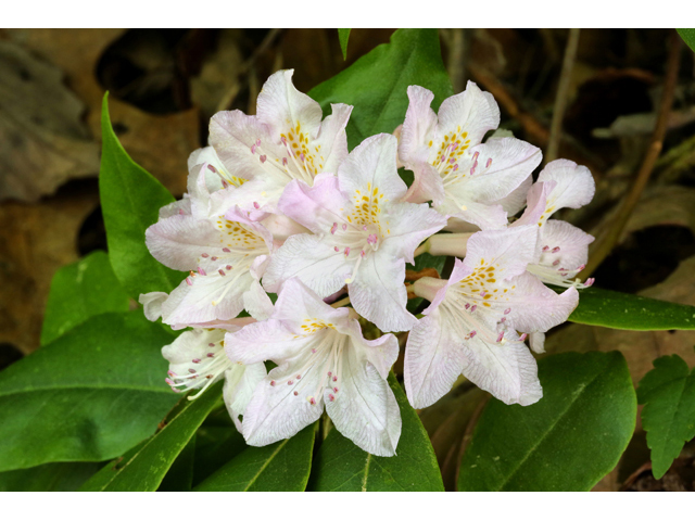 Rhododendron minus (Piedmont rhododendron) #44757
