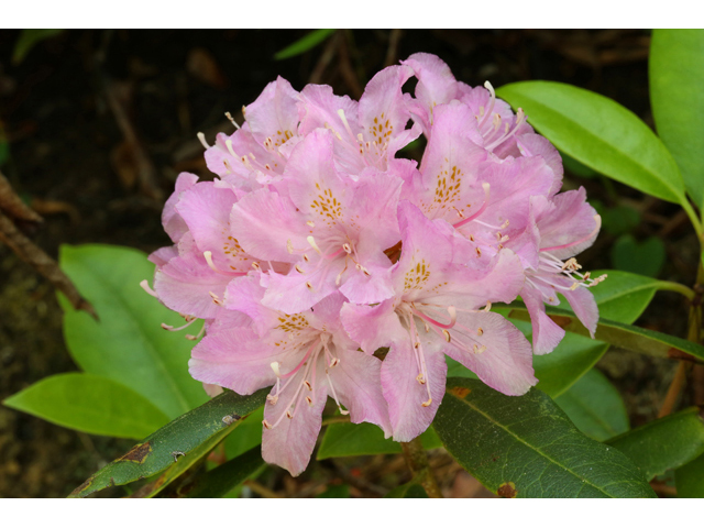 Rhododendron minus (Piedmont rhododendron) #44761