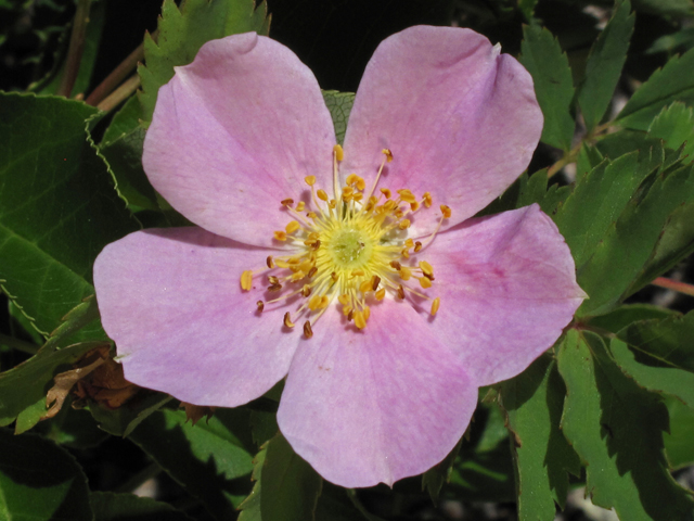 Rosa woodsii (Woods' rose) #44796