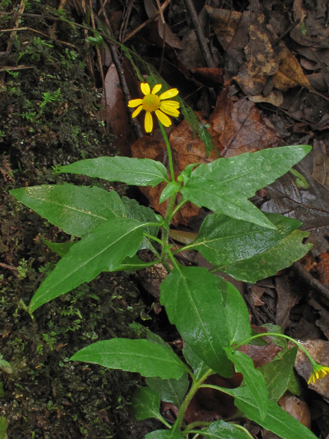Acmella oppositifolia var. repens (Oppositeleaf spotflower) #44821