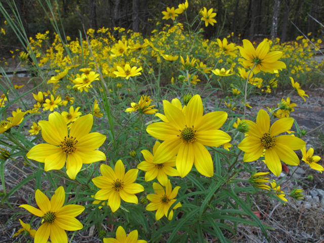 Helianthus porteri (Confederate daisy) #44825