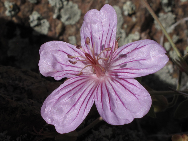 Geranium caespitosum (Pineywoods geranium) #44829