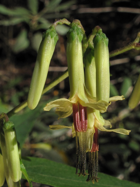 Prenanthes altissima (Tall rattlesnakeroot) #44848