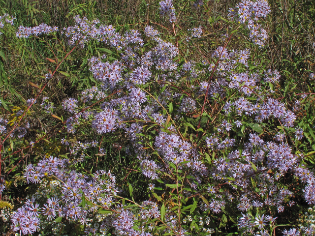 Symphyotrichum puniceum (Purplestem aster) #44869