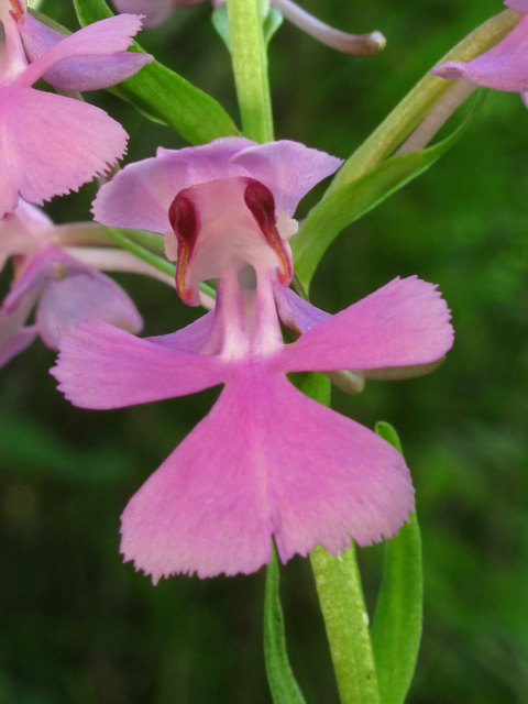 Platanthera peramoena (Purple fringeless orchid) #44874
