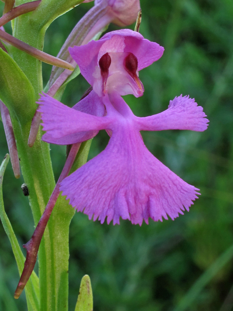 Platanthera peramoena (Purple fringeless orchid) #44875