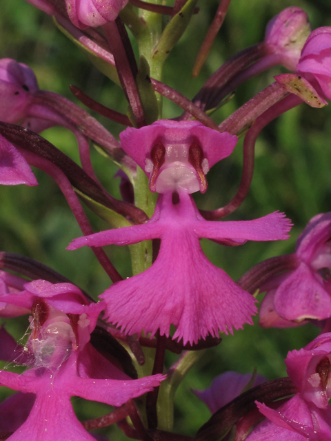 Platanthera peramoena (Purple fringeless orchid) #44881