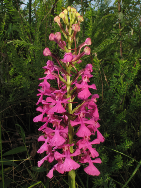 Platanthera peramoena (Purple fringeless orchid) #44882