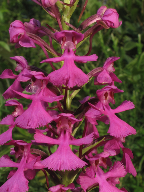 Platanthera peramoena (Purple fringeless orchid) #44883