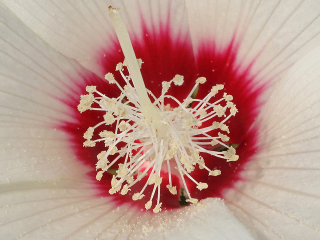 Hibiscus moscheutos (Crimson-eyed rose-mallow) #44889