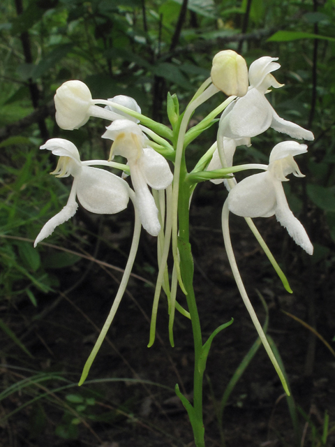 Platanthera integrilabia (White fringeless orchid) #44918