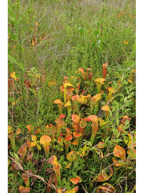 Sarracenia oreophila (Green pitcherplant) #44919
