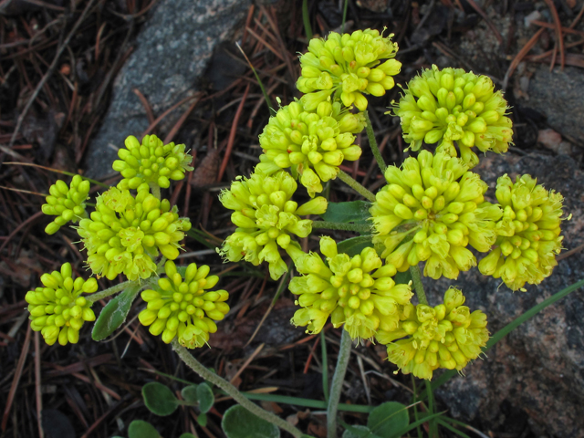 Eriogonum umbellatum (Sulphur-flower buckwheat) #44950